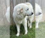 Small #4 Great Pyrenees