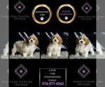 Small Photo #54 Goldendoodle (Miniature) Puppy For Sale in WARSAW, IN, USA