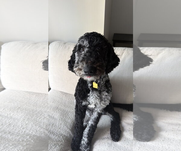 Medium Photo #3 Mutt Puppy For Sale in St. Louis Park, MN, USA