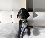 Small #2 Mutt