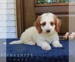 Small #1 Goldendoodle (Miniature)