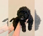 Small Photo #4 Havanese Puppy For Sale in VILLA PARK, IL, USA