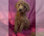 Small Cavapoo-Goldendoodle Mix