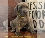 Puppy L2 Yellow F Cane Corso