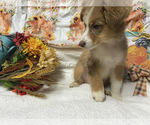 Small Photo #3 Miniature American Shepherd Puppy For Sale in PLANT CITY, FL, USA