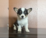 Small #5 Pembroke Welsh Corgi