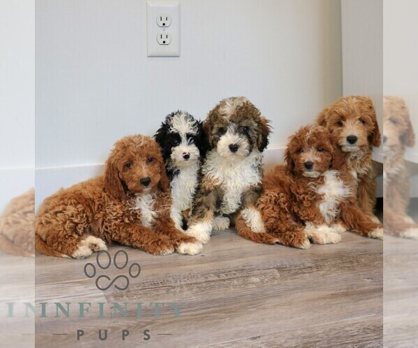 Medium Photo #2 Cavapoo Puppy For Sale in NARVON, PA, USA