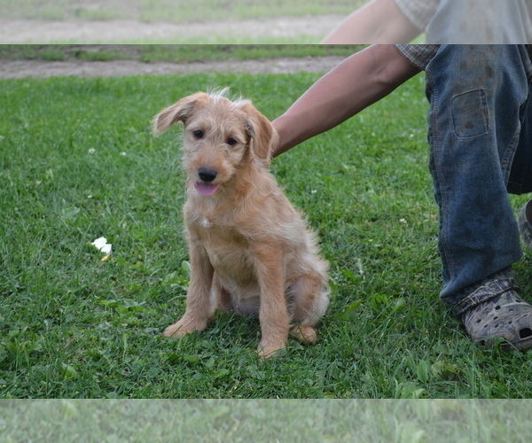 Medium Photo #1 Labradoodle Puppy For Sale in GREENWOOD, WI, USA