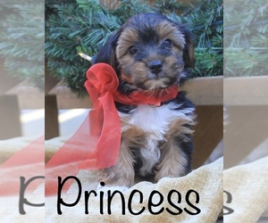 Yo-Chon Puppy for sale in CAPON BRIDGE, WV, USA