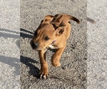 Small Photo #111 Rhodesian Ridgeback Puppy For Sale in MORONGO VALLEY, CA, USA