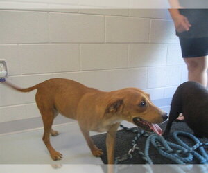Labrador Retriever Dogs for adoption in Ocala, FL, USA