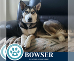 Small #5 Huskies -Siberian Husky Mix