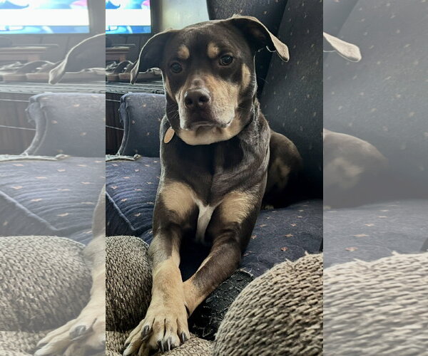 Medium Photo #2 Rottweiler-Unknown Mix Puppy For Sale in Parker Ford, PA, USA