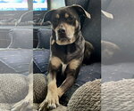 Small #1 Rottweiler Mix