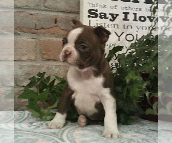 Medium Photo #2 Boston Terrier Puppy For Sale in HOT SPRINGS, SD, USA