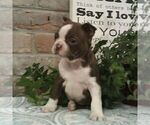Small #1 Boston Terrier