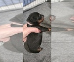 Puppy Pink collar Doberman Pinscher