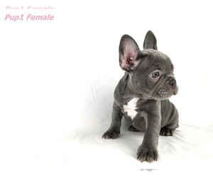 French Bulldog Puppy for Sale in LANCASTER, California USA