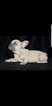 Small Photo #2 French Bulldog Puppy For Sale in Birchgrove, West Glamorgan (Wales), United Kingdom