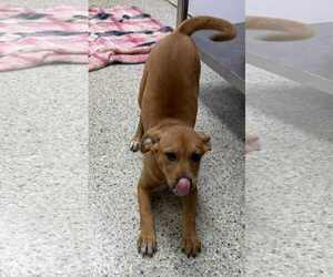 Boxer-Unknown Mix Dogs for adoption in Mechanicsburg, PA, USA