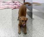 Small Boxer Mix