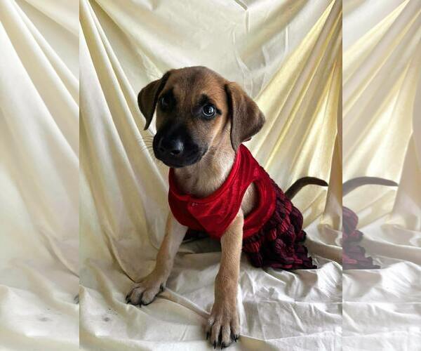 Medium Photo #3 Labrador Retriever-Unknown Mix Puppy For Sale in NYC, NY, USA