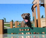 Small #4 American Pit Bull Terrier