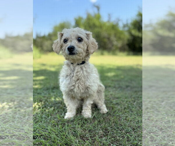 Medium Photo #1 Mutt Puppy For Sale in PIPE CREEK, TX, USA