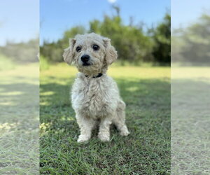 Mutt Dogs for adoption in PIPE CREEK, TX, USA