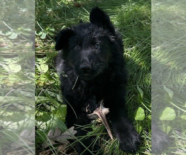 Medium Photo #8 German Shepherd Dog Puppy For Sale in GOLDENDALE, WA, USA