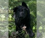Small #7 German Shepherd Dog