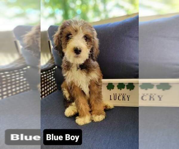 Medium Photo #2 Bernedoodle-Poodle (Standard) Mix Puppy For Sale in ARAGON, GA, USA