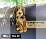Small Photo #2 Bernedoodle-Poodle (Standard) Mix Puppy For Sale in ARAGON, GA, USA