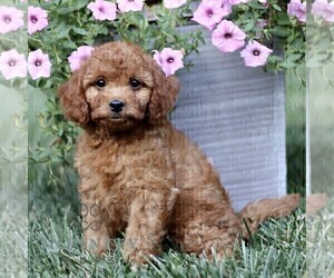 Cavapoo Puppy for sale in STRASBURG, PA, USA