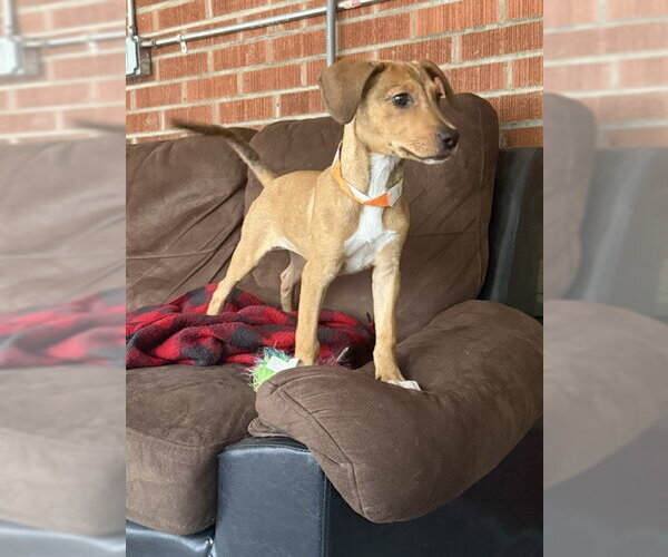 Medium Photo #1 Labrador Retriever-Unknown Mix Puppy For Sale in Aurora, CO, USA
