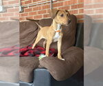 Beatrice #3 - Female Labrador Retriever-Unknown Mix Dog for Adoption - Small photo