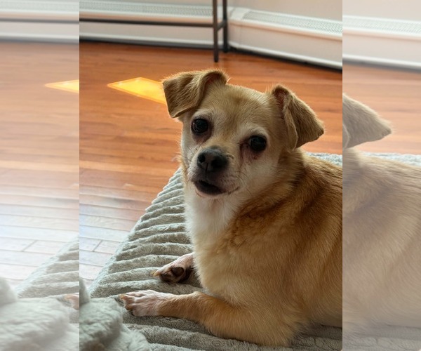 Medium Photo #4 Chiweenie Puppy For Sale in Catasauqua, PA, USA