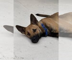 Small #1 German Shepherd Dog