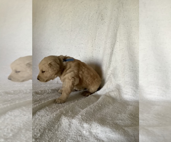 Medium Photo #3 Golden Retriever Puppy For Sale in WESTCLIFFE, CO, USA