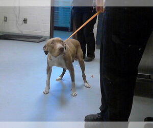 Mutt Dogs for adoption in Fayetteville, NC, USA