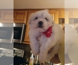Mal-Shi Puppy for sale in WOBURN, MA, USA