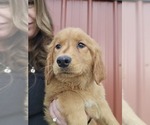 Small Photo #2 Golden Retriever Puppy For Sale in NILES, MI, USA