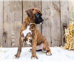 Small #3 Boxer