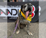 Small Photo #9 Bulldog Puppy For Sale in Brooklyn Center, MN, USA