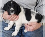 Small Photo #2 English Springer Spaniel Puppy For Sale in W BEND, WI, USA