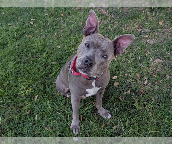 Medium Photo #1 Staffordshire Bull Terrier-Unknown Mix Puppy For Sale in San Clemente, CA, USA