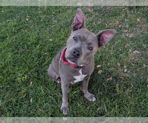Staffordshire Bull Terrier-Unknown Mix Dogs for adoption in San Clemente, CA, USA