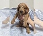 Small Photo #19 Goldendoodle Puppy For Sale in COLLINSVILLE, IL, USA