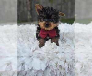 Yorkshire Terrier Puppy for sale in INDIANAPOLIS, IN, USA
