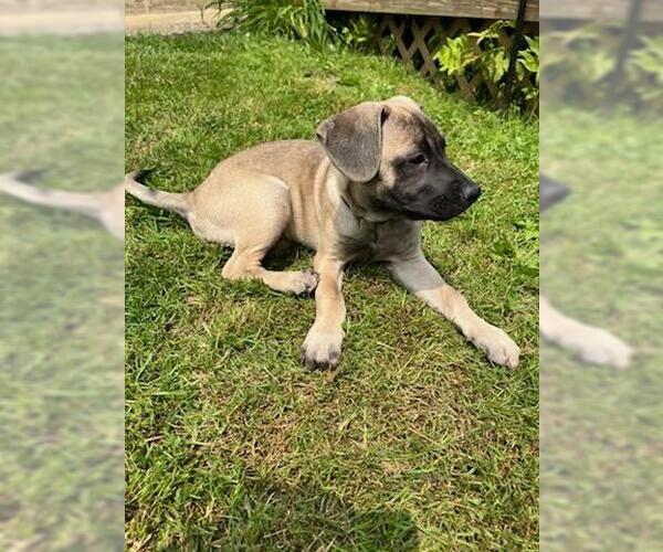 Medium Photo #8 Mutt Puppy For Sale in Rootstown, OH, USA